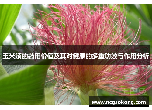 玉米须的药用价值及其对健康的多重功效与作用分析